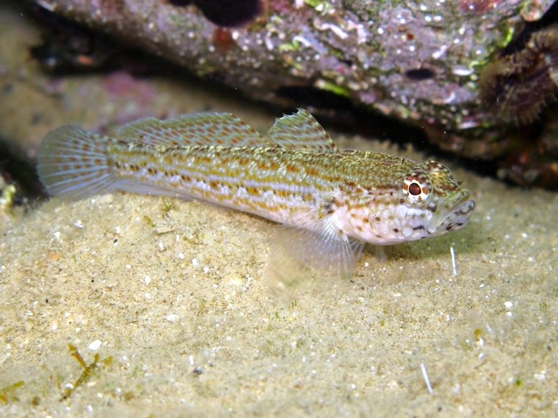 Gobius fallax (Sarato, 1889)